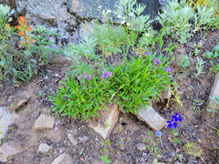 Penstemon procerus brachyanthus