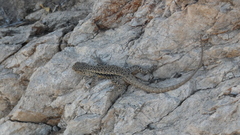 Liolaemus monticola