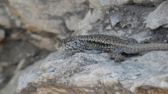 Liolaemus monticola