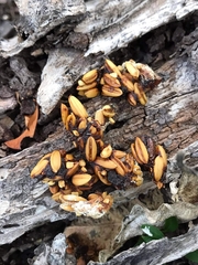 Bassariscus