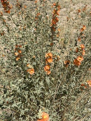 Sphaeralcea incana