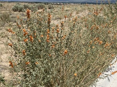 Sphaeralcea incana