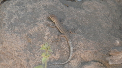 Liolaemus monticola