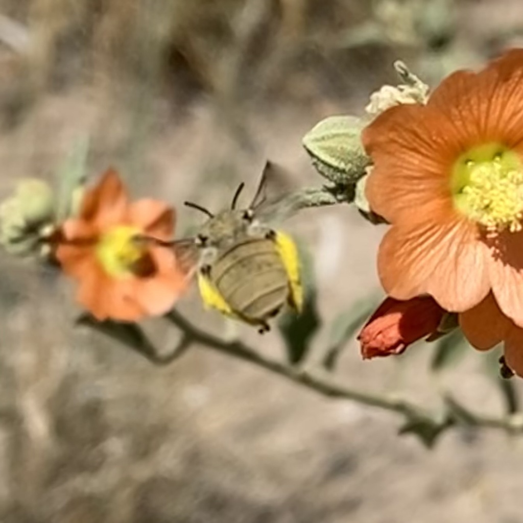 Ochraceous Chimney Bee