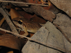 Pristimantis fenestratus