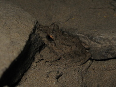 Pristimantis fenestratus