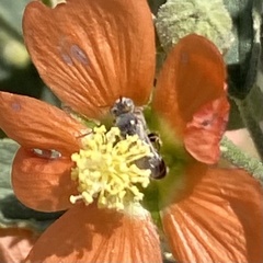 Macrotera magniceps