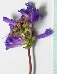 Penstemon procerus brachyanthus