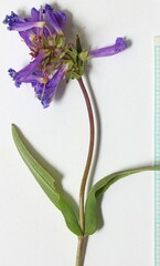 Penstemon procerus brachyanthus