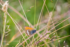 Coenonympha arcania