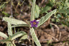 Solanum esuriale