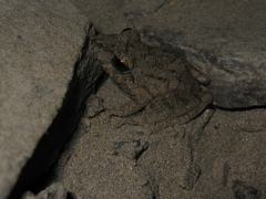 Pristimantis fenestratus