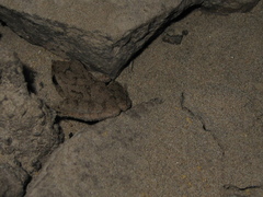 Pristimantis fenestratus