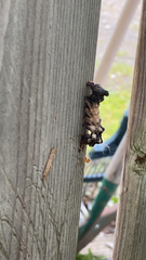 Harrisimemna trisignata