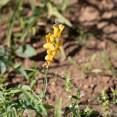 Crotalaria dissitiflora