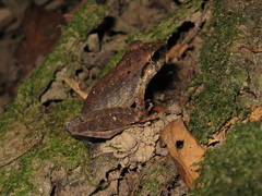 Pristimantis fenestratus