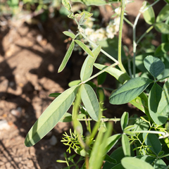 Crotalaria dissitiflora