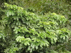 Paubrasilia echinata