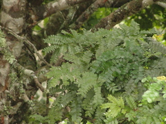 Paubrasilia echinata