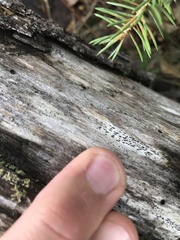 Xylographa parallela