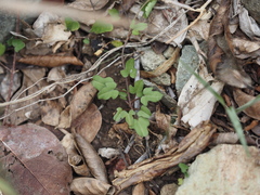 Ipomoea eggersii