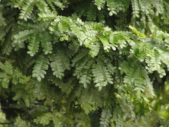 Paubrasilia echinata