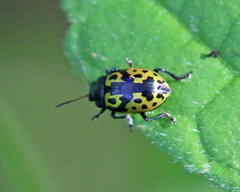 Zygogramma signatipennis