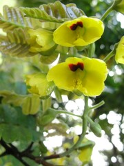 Paubrasilia echinata