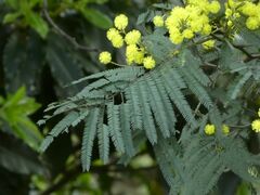 Acacia silvestris