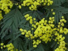 Acacia silvestris