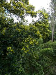 Acacia silvestris