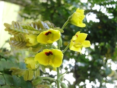 Paubrasilia echinata