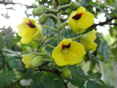 Paubrasilia echinata