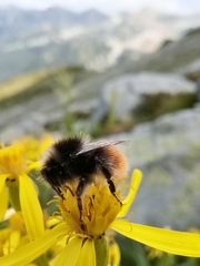 Bombus
