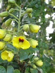 Paubrasilia echinata