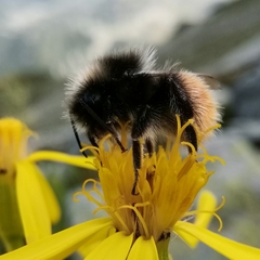 Bombus