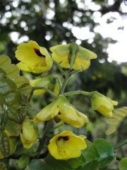 Paubrasilia echinata