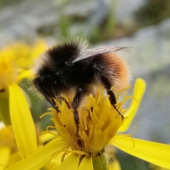 Bombus