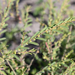 Phyllanthus maderaspatensis