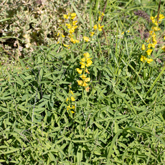 Crotalaria dissitiflora