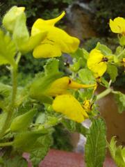 Rhynchocorys elephas