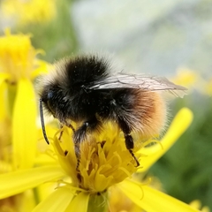 Bombus