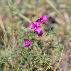 Swainsona campylantha