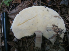 Microporellus dealbatus