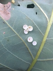 Phylloteras volutellae