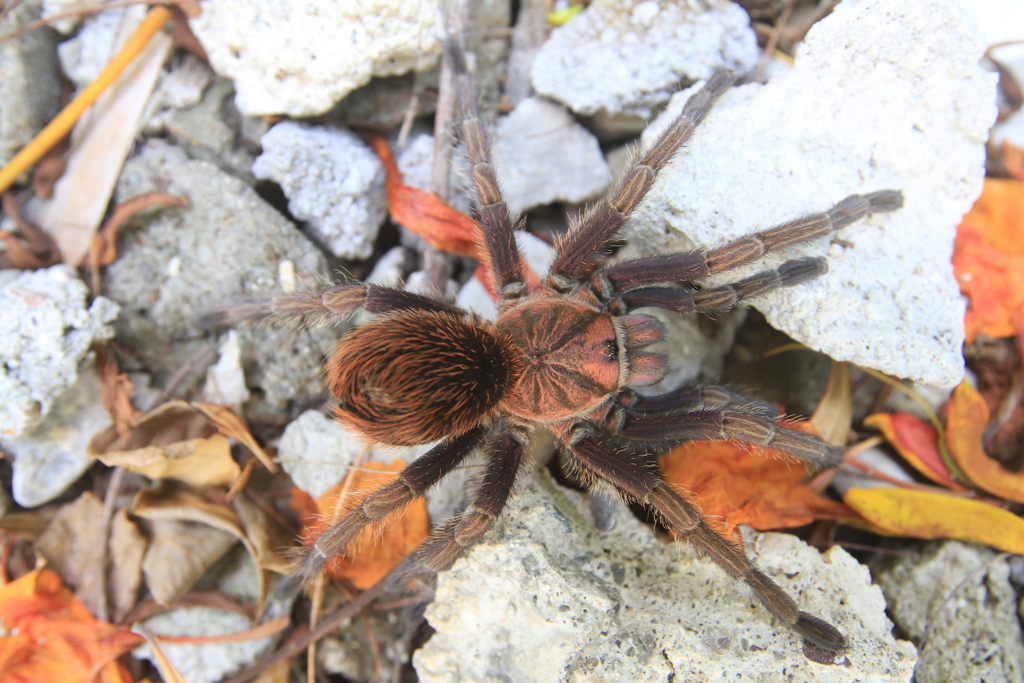 Hispaniolan Giant Tarantula from Port-a-Piment on August 11, 2022 at 04 ...