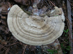 Microporellus dealbatus
