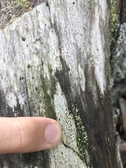 Xylographa parallela