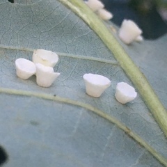 Phylloteras volutellae