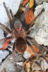 Phormictopus cancerides